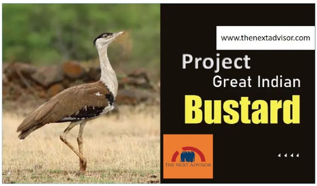 Project Great Indian Bustar