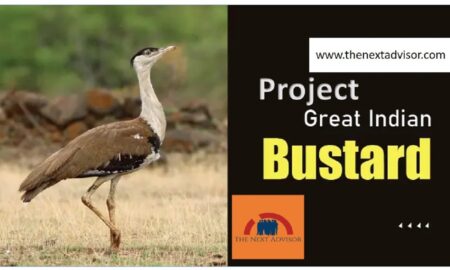 Project Great Indian Bustar